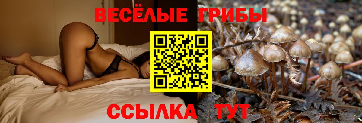 Мценск  Галлюциногенные грибы Cubensis  закладки  Вход с VPN 